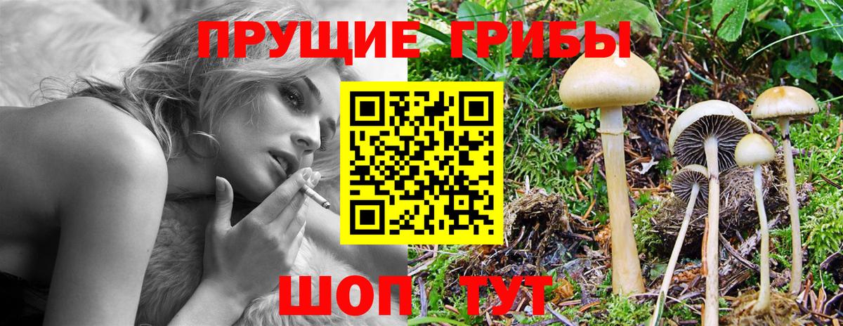 Псилоцибиновые грибы Psilocybine cubensis Ялта
